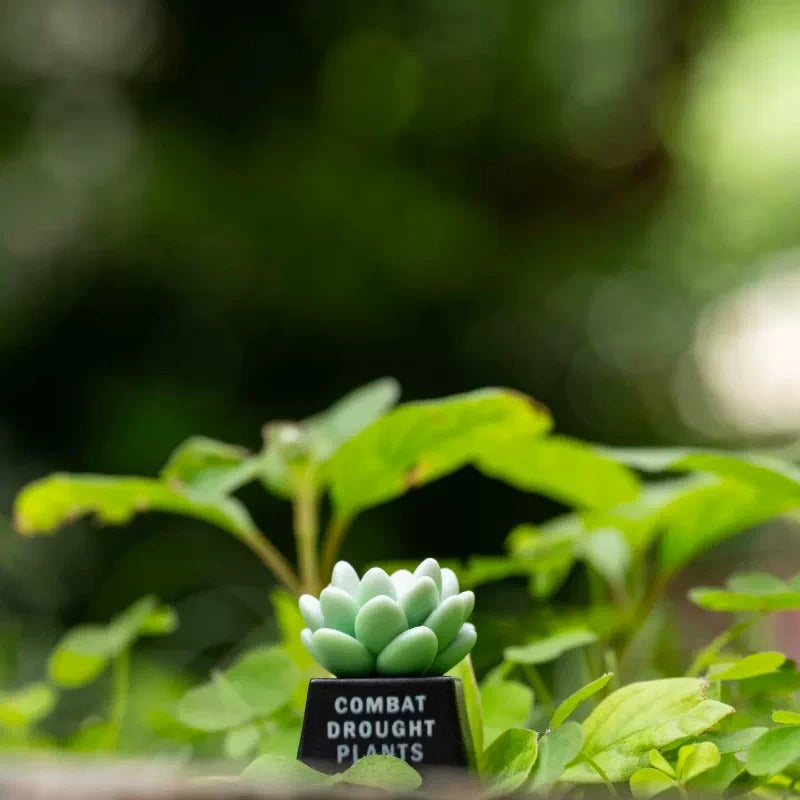 succulent plants， Resin personalized keycaps, plant-based creative keycaps, mechanical keyboard decorative keycaps.