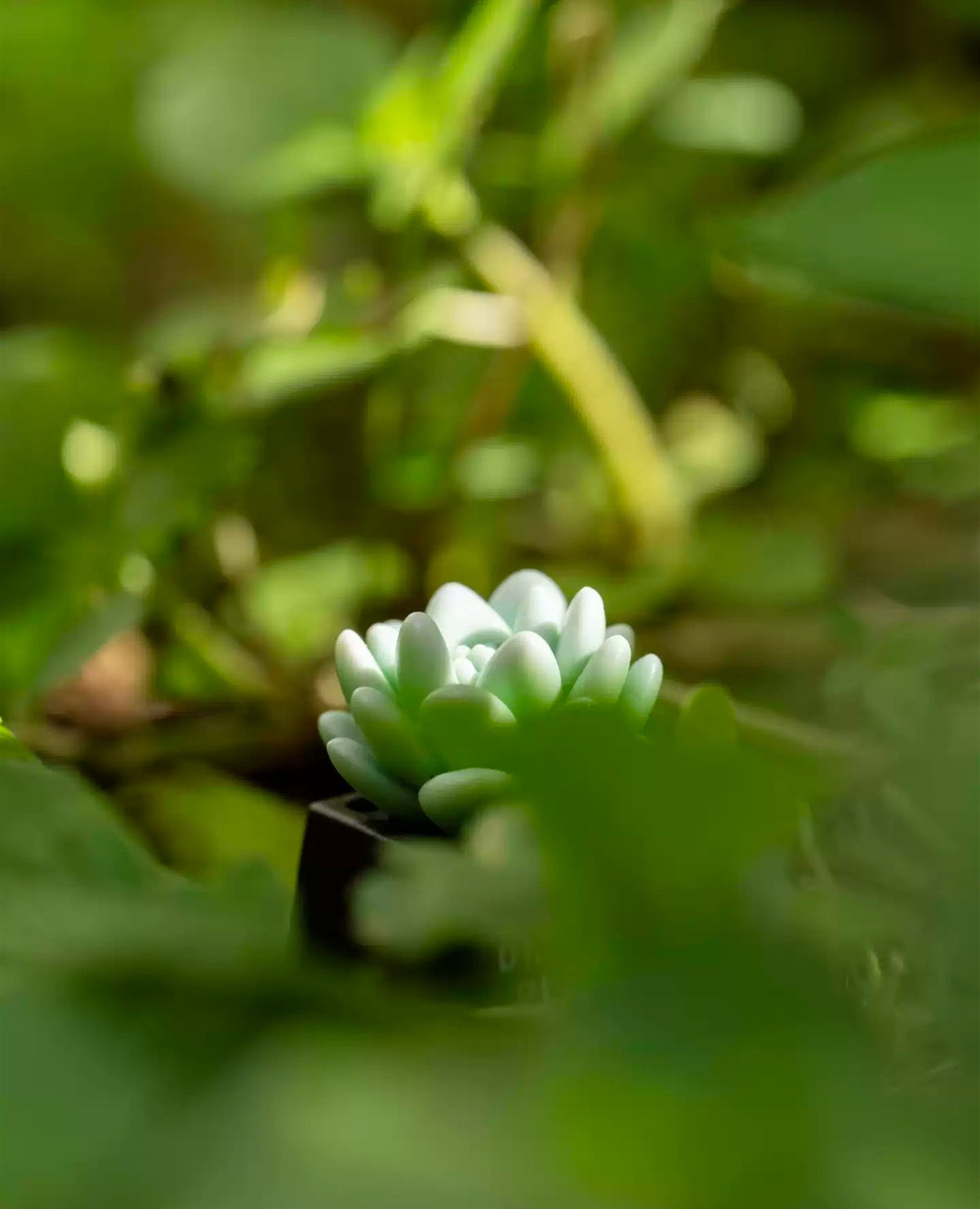 succulent plants， Resin personalized keycaps, plant-based creative keycaps, mechanical keyboard decorative keycaps.