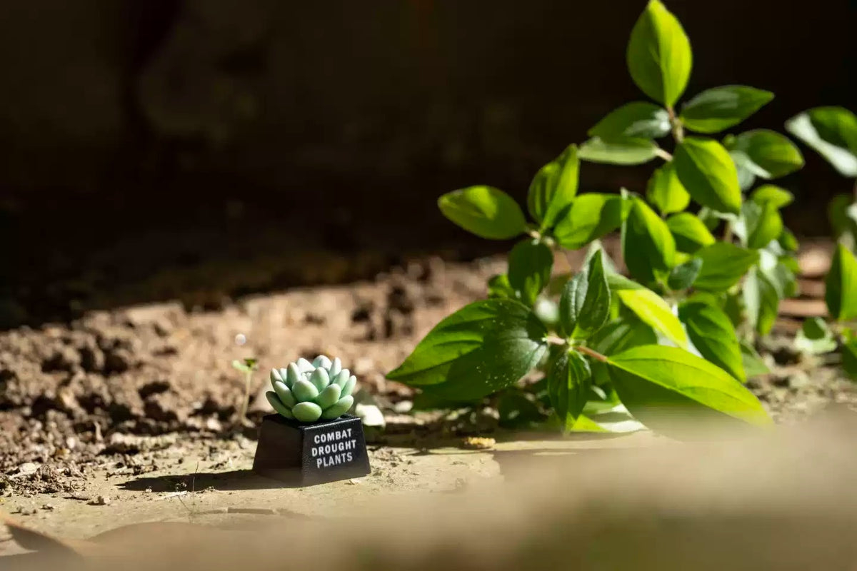 succulent plants， Resin personalized keycaps, plant-based creative keycaps, mechanical keyboard decorative keycaps.